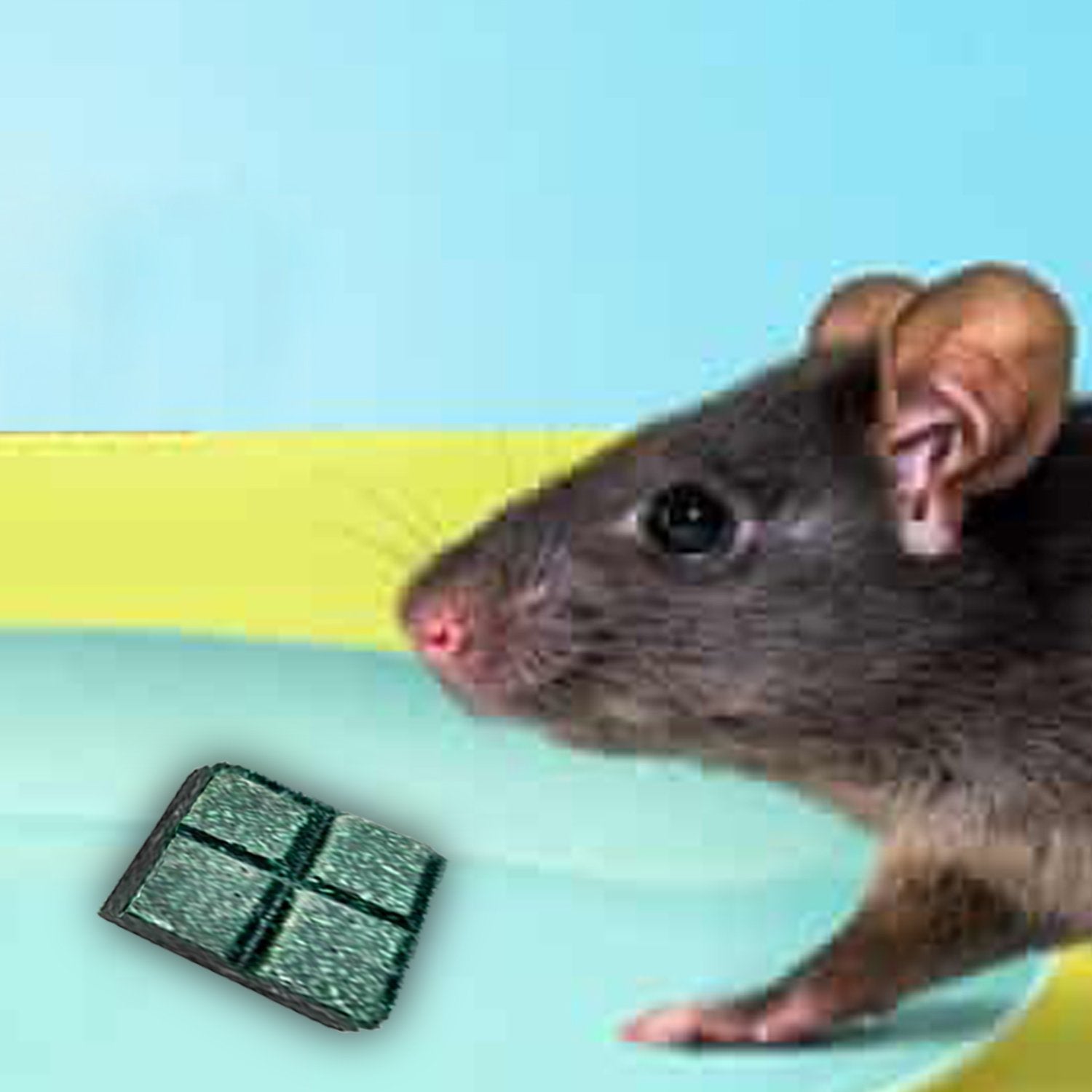0296 pci roban the rat killer brown small